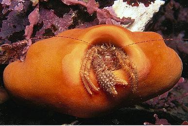 《上行战场》简中翻译已重做 官方特别感谢中国玩家